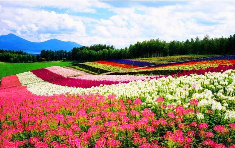 景观花海攻略,花海踏春旅游景点