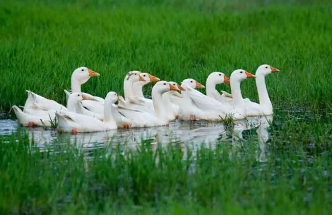 养鹅行情分析及前景,养鹅行情不好的时候怎样赚钱