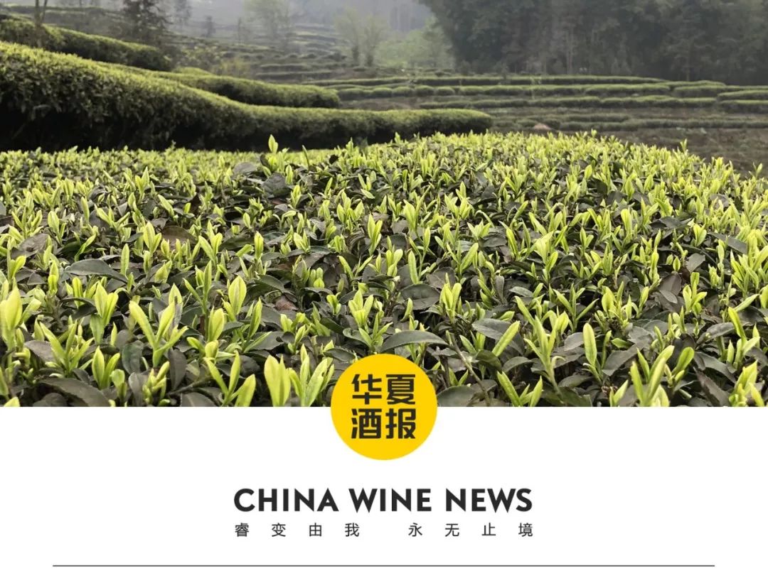 五粮液最近销量怎么样,五粮液逆势前后对比