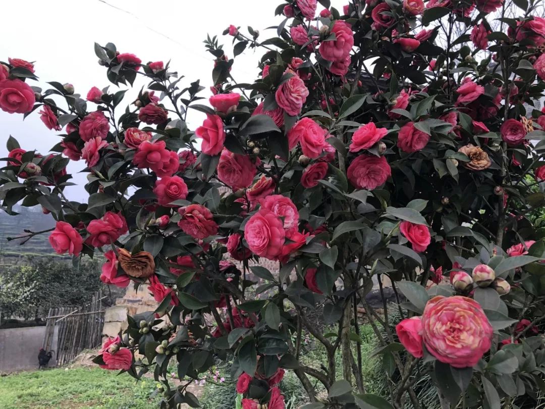 五粮液最近销量怎么样,五粮液逆势前后对比