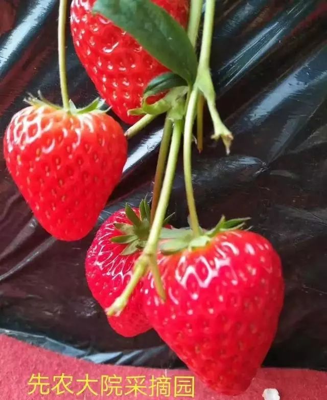 2019全国十大好吃草莓，上榜的企业和品牌都有谁？