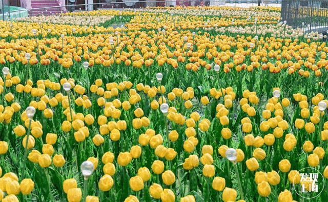 吵翻了!魔都16区终于正面PK!哪个是你心中的C位担当?