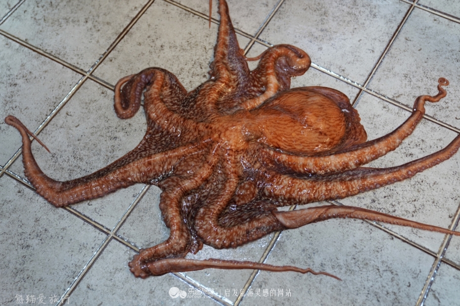 韩国安东鸡,去韩国吃炸鸡