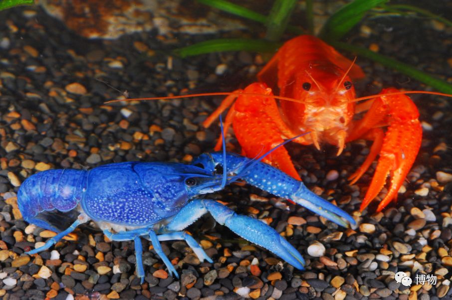 9102年了，别再用“人造”伤害动物和买家