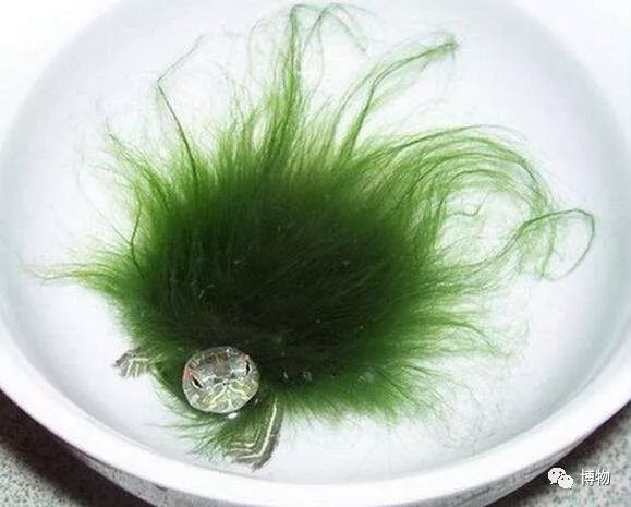 9102年了，别再用“人造”伤害动物和买家