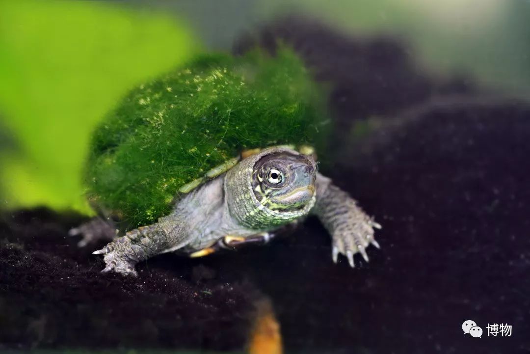 9102年了，别再用“人造”伤害动物和买家