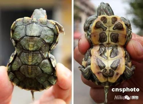 9102年了，别再用“人造”伤害动物和买家