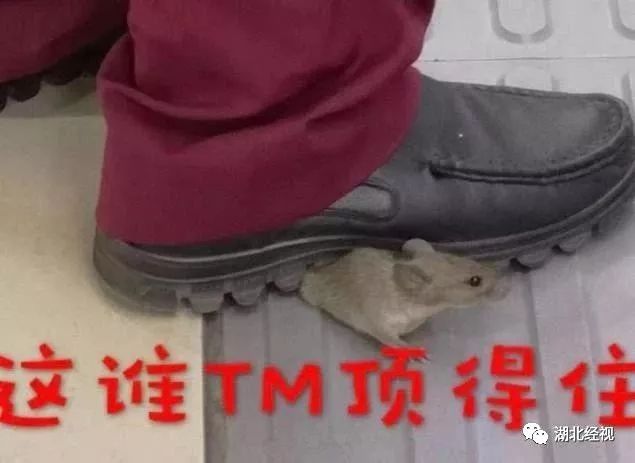 疫情大动作,武汉大动作