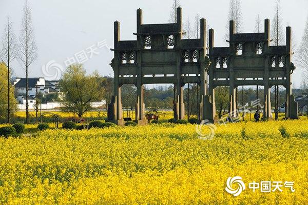 安徽拍油菜花最佳旅游地,安徽歙县石潭村油菜花