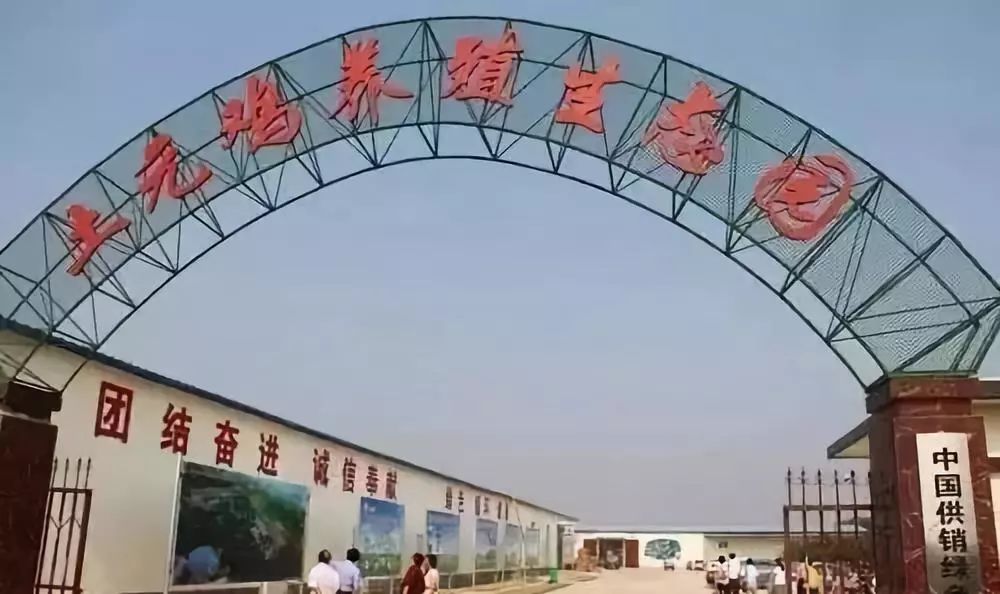 捡鸡蛋吃生鸡蛋,捡鸡蛋给爷爷奶奶吃