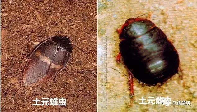 捡鸡蛋吃生鸡蛋,捡鸡蛋给爷爷奶奶吃