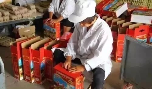 捡鸡蛋吃生鸡蛋,捡鸡蛋给爷爷奶奶吃