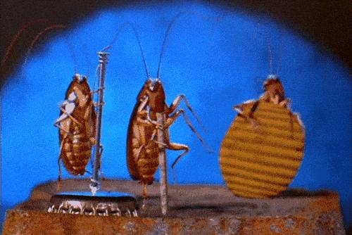 不用喂药!不用追!轻轻喷在它们的必经之路,就能瞬间“制服”!