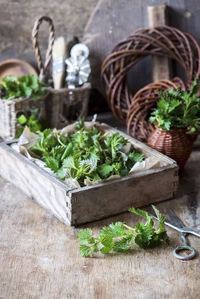 春天十大黄金野菜,中医养生必吃的9种食物
