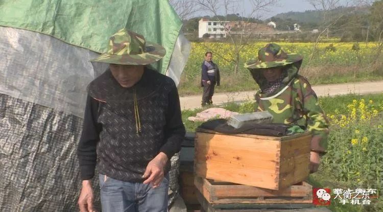 青春衡东:春来花开采蜜忙,欧金华沿着花的足迹迁徙