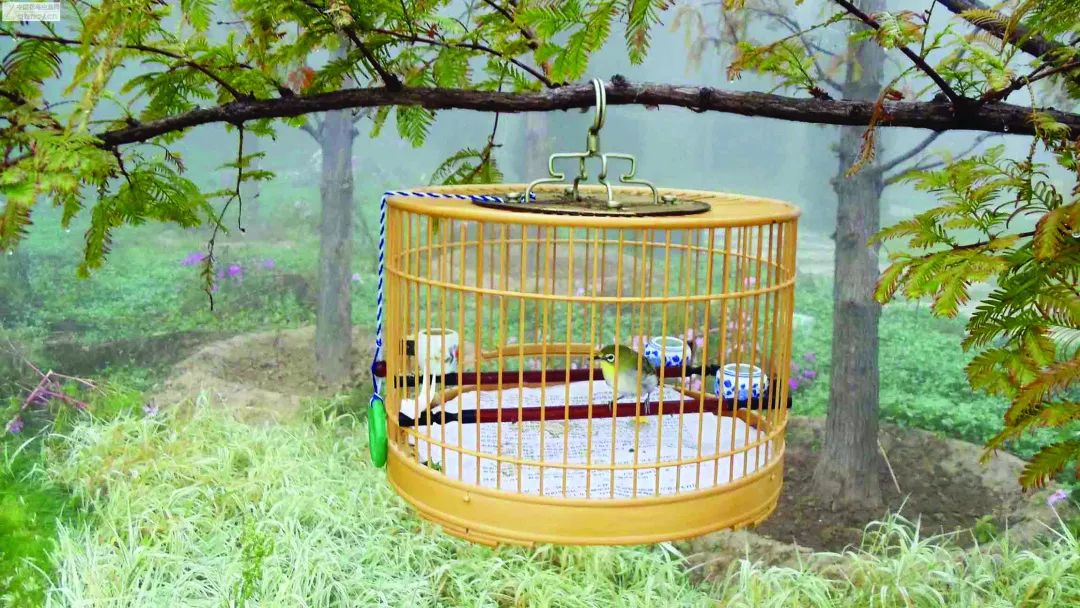 鍗楃楦熺鏂囧寲,楦熺鏂囧寲鐮旂┒