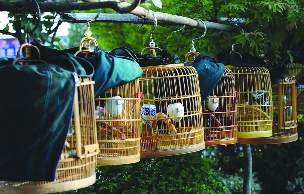 鍗楃楦熺鏂囧寲,楦熺鏂囧寲鐮旂┒