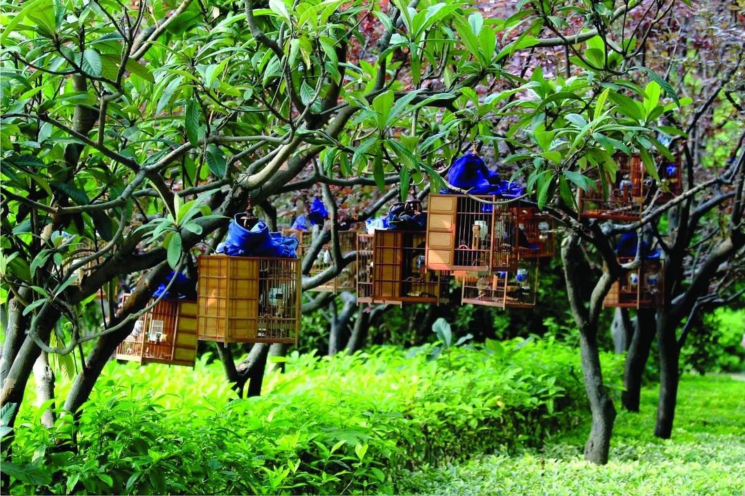 鍗楃楦熺鏂囧寲,楦熺鏂囧寲鐮旂┒