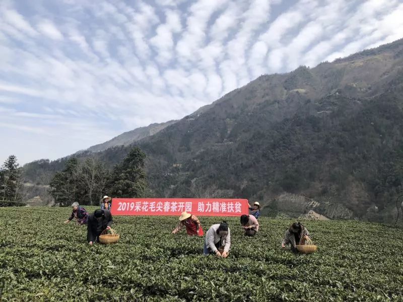 *花采**毛尖春茶今日开园，首批茶农搭上茶产业扶贫直通车