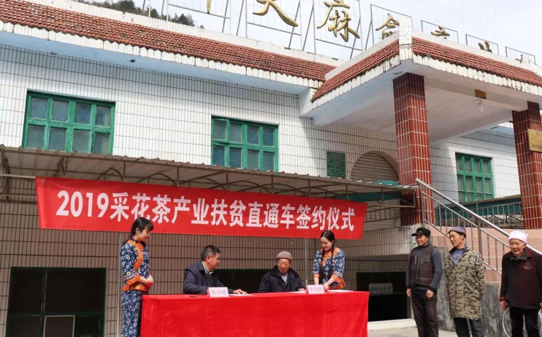 *花采**毛尖春茶今日开园，首批茶农搭上茶产业扶贫直通车