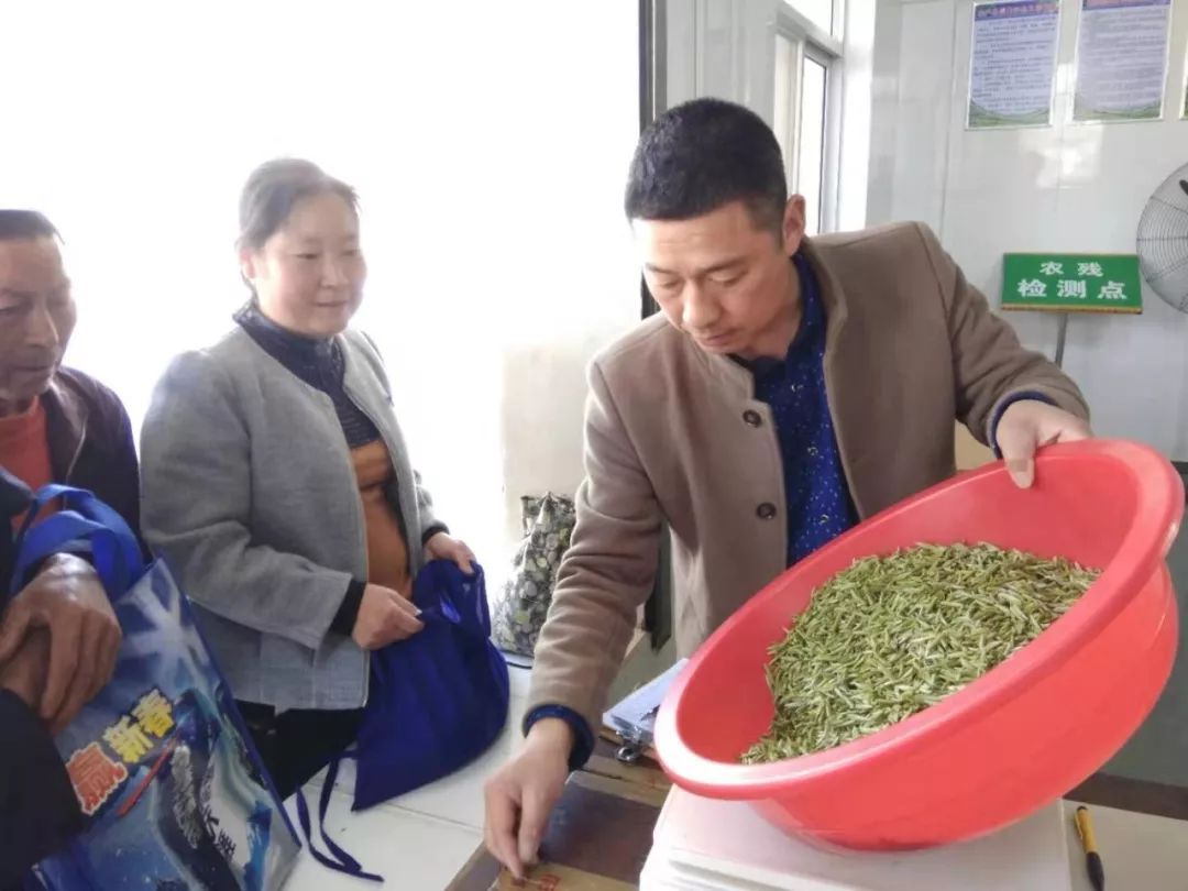 *花采**毛尖春茶今日开园，首批茶农搭上茶产业扶贫直通车