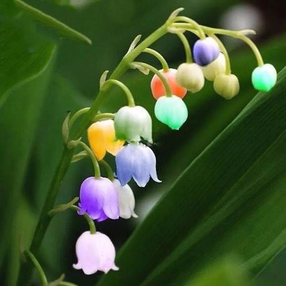 3·15消费者维权日又到了,你在花草上挨过“坑”吗?