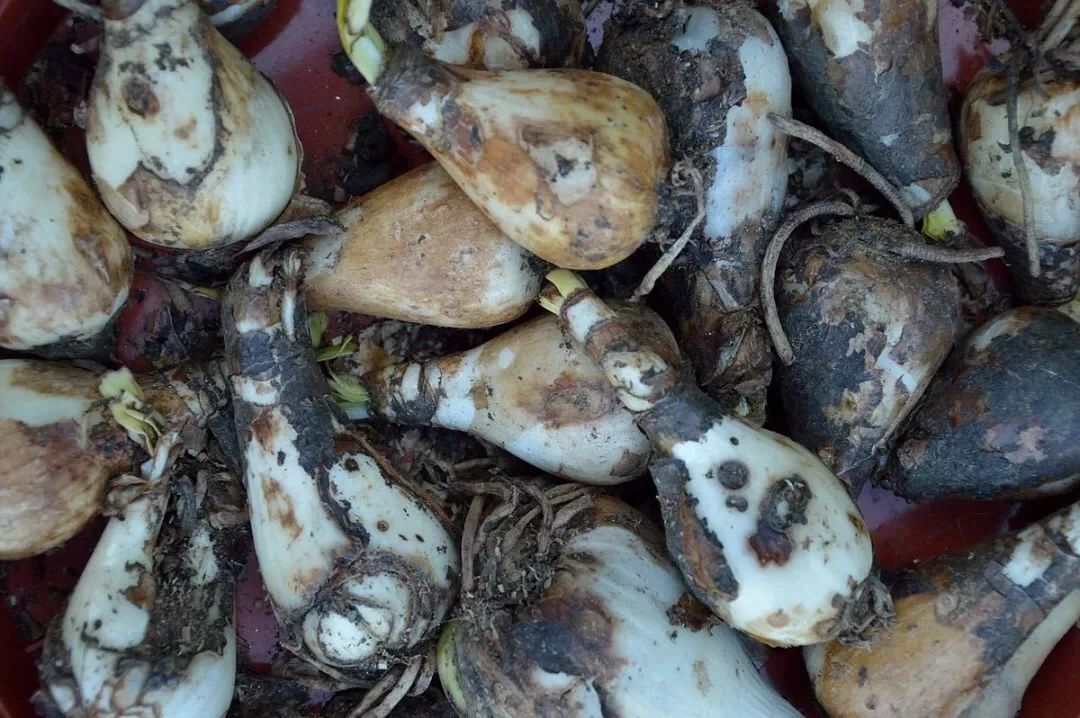 3·15消费者维权日又到了,你在花草上挨过“坑”吗?