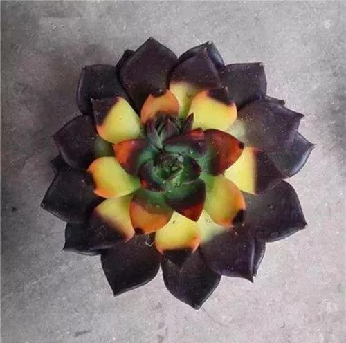 3·15消费者维权日又到了，你在花草上挨过“坑”吗？