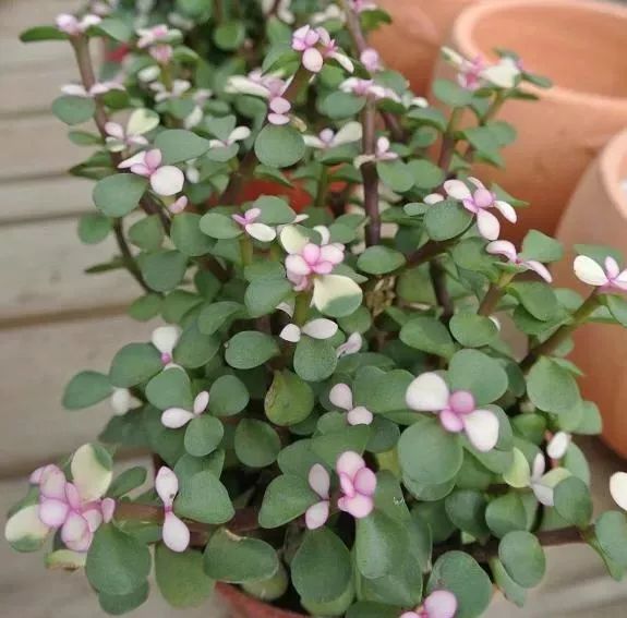 3·15消费者维权日又到了,你在花草上挨过“坑”吗?