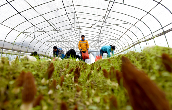 蘑菇伞盖下有一圈小伞,蘑菇丰收撑起群众致富伞