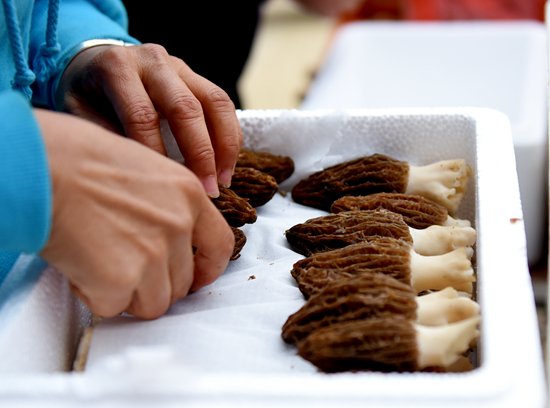 蘑菇伞盖下有一圈小伞,蘑菇丰收撑起群众致富伞