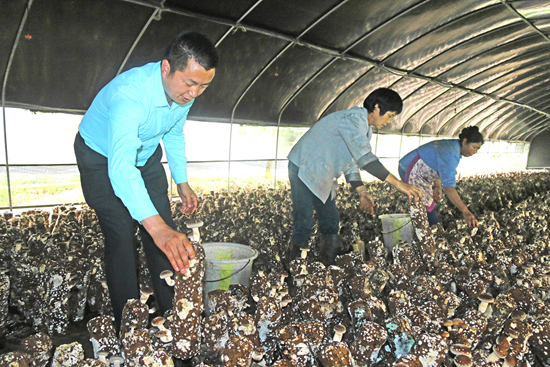 蘑菇伞盖下有一圈小伞,蘑菇丰收撑起群众致富伞