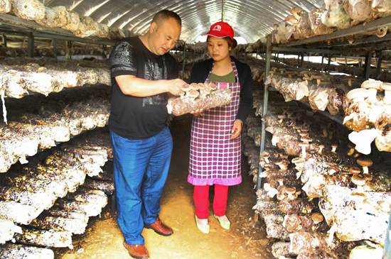 蘑菇伞盖下有一圈小伞,蘑菇丰收撑起群众致富伞