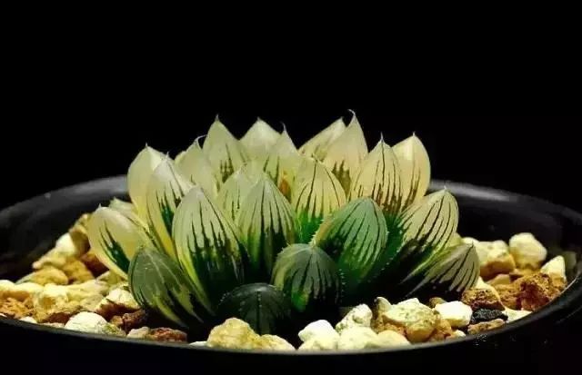 十几万一棵的多肉,一盆市价10万的多肉