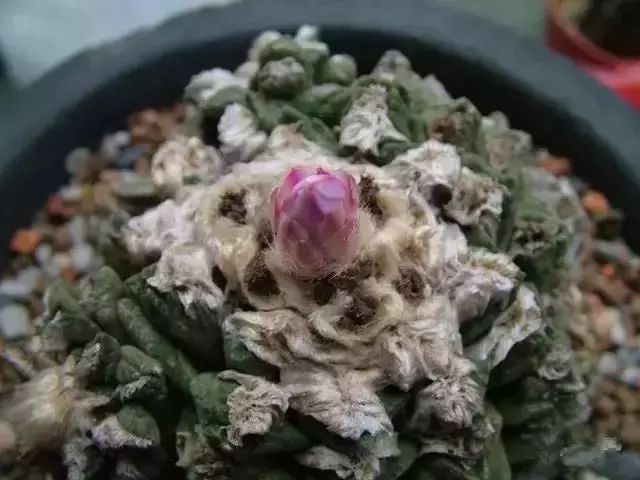 十几万一棵的多肉,一盆市价10万的多肉