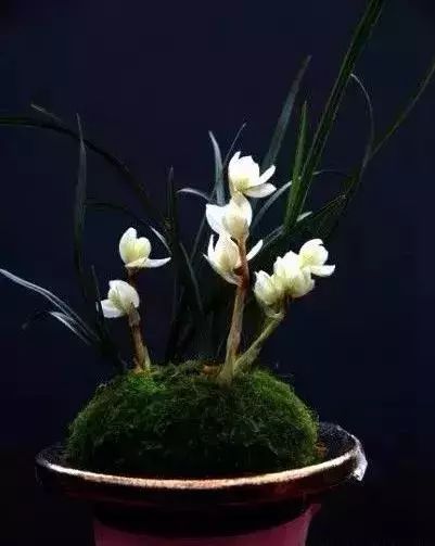 十几万一棵的多肉,一盆市价10万的多肉