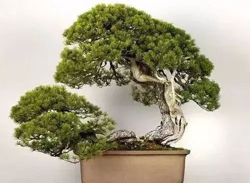 十几万一棵的多肉,一盆市价10万的多肉