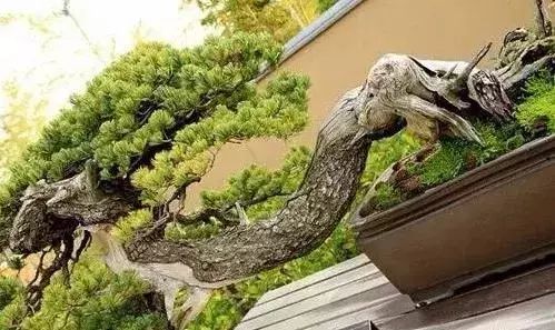 十几万一棵的多肉,一盆市价10万的多肉