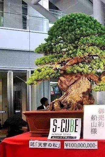 十几万一棵的多肉,一盆市价10万的多肉