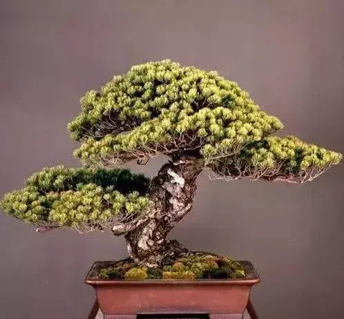 十几万一棵的多肉,一盆市价10万的多肉