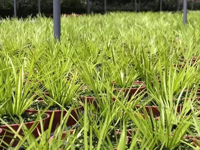 十几万一棵的多肉,一盆市价10万的多肉