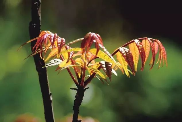 春天里最美的味道,春天里金华