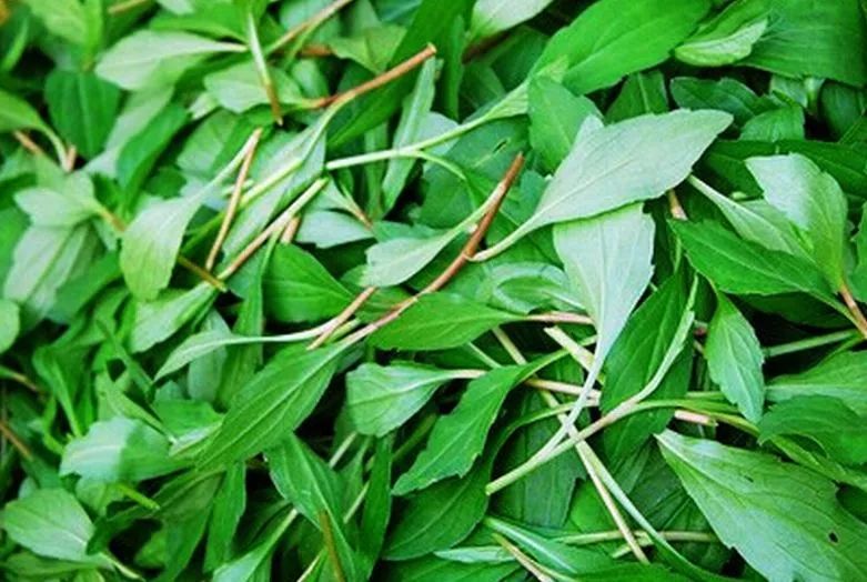 春天里最美的味道,春天里金华