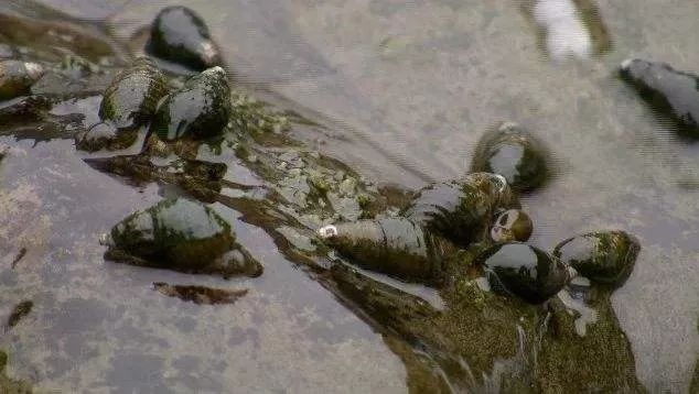 春天里最美的味道,春天里金华