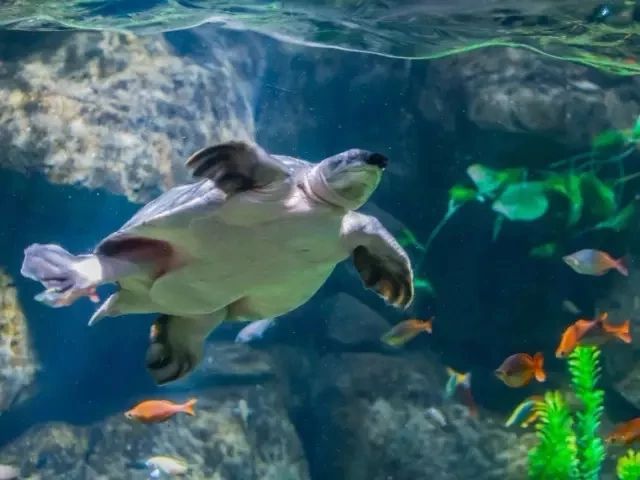 99元畅玩上海欢乐谷,99元畅玩川内30个景区