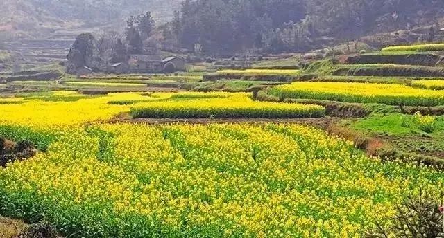 家乡的油菜花完整版,家乡的油菜花开了