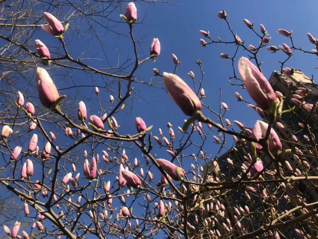 【提醒】赏花拍照回来，90后姑娘视力猛降到0.1…最近大批人被它坑进医院！