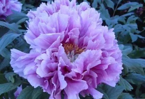 牡丹花怎么养更简单,盆养牡丹的养殖方法