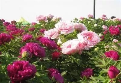 牡丹花怎么养更简单,盆养牡丹的养殖方法