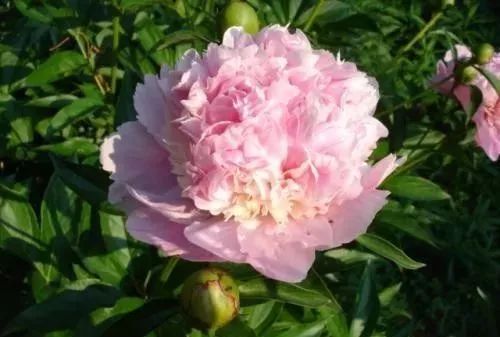 牡丹花怎么养更简单,盆养牡丹的养殖方法